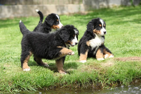 Üç bernese dağ köpeği yavru — Stok fotoğraf