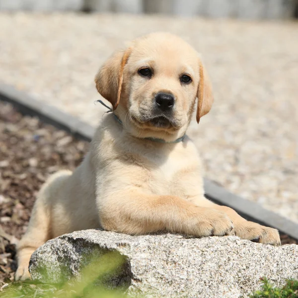 Adorable labrador retriever puppy lying on a stone — Stock Photo, Image