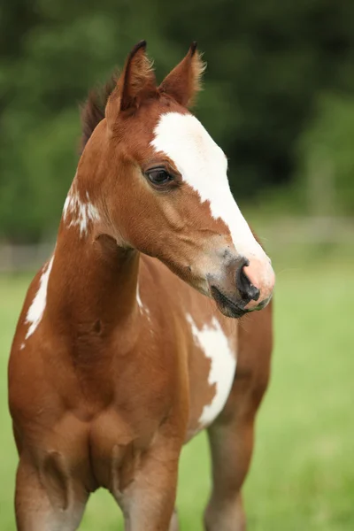 Portrait de belle pouliche de cheval de peinture — Photo