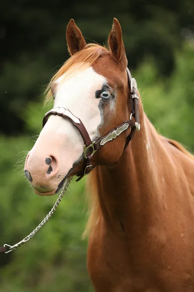 Paint horse mare with show halter — Stock Photo, Image
