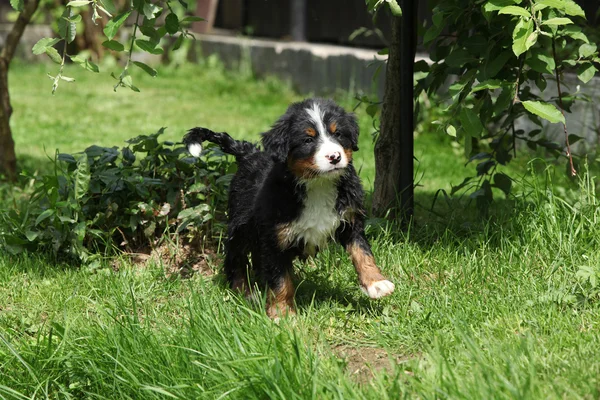 Cucciolo di cane da montagna bernese in giardino — Foto Stock