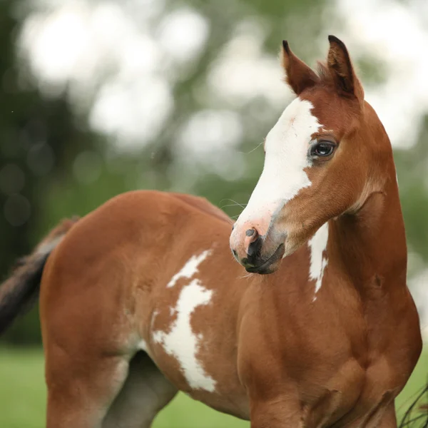 青い目と素敵な塗料馬牝馬の肖像画 — ストック写真