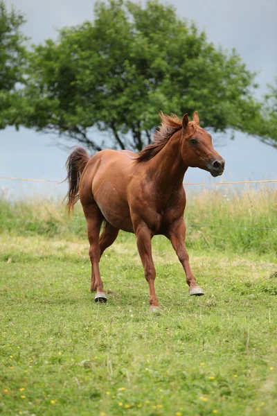 放牧で実行されている素敵なクォーター馬の種馬 — ストック写真