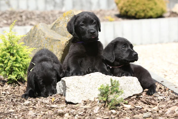 Three black labrador retriever puppies — Stock Photo, Image