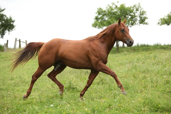 Trevlig kvartalet häst hingst körs på bete — Stockfoto
