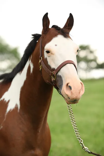 Retrato de bonito Pintar yegua caballo — Foto de Stock