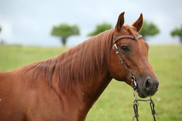 Pěkný čtvrtletí kůň hřebec s západní uzdu — Stock fotografie