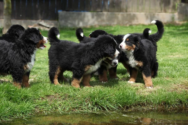 バーニーズ ・ マウンテン ・ ドッグ子犬のグループ — ストック写真