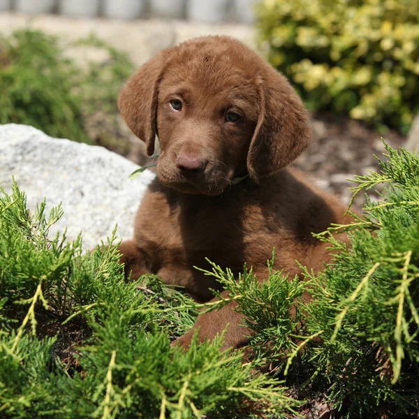 Chesapeake Bay Retriever filhote de cachorro em belo jardim — Fotografia de Stock