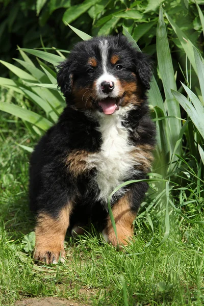 Bernese Mountain Dog cachorro sentado en el jardín — Foto de Stock