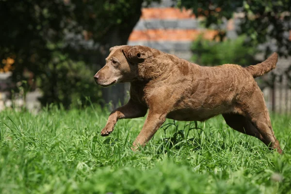 Chesapeake Bay Retriever correndo no jardim — Fotografia de Stock