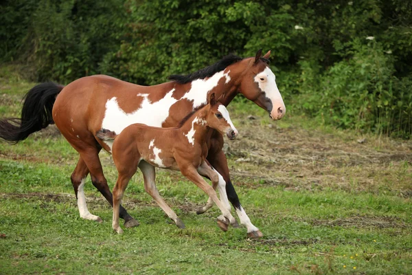 Pinte égua de cavalo com potro adorável em pasto — Fotografia de Stock