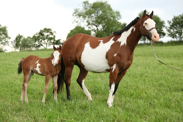 Nice Paint cavalo égua com filly — Fotografia de Stock