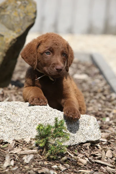 Chesapeake Bay Retriever puppy on stone — Stock Photo, Image