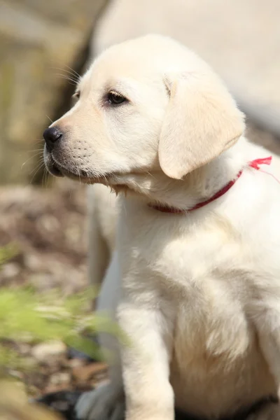 Adorable labrador retriever puppy — Stock Photo, Image