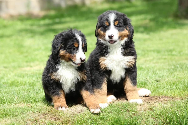 在花园里的两只伯恩山犬幼犬 — 图库照片