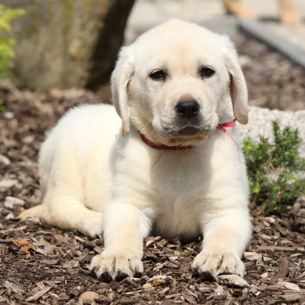 Gorgeous labrador retriever puppy looking at you — Stock Photo, Image