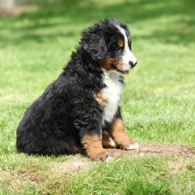 Bernese dağ köpeği yavru Bahçe