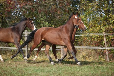 Warmblood caballos corriendo en pastos