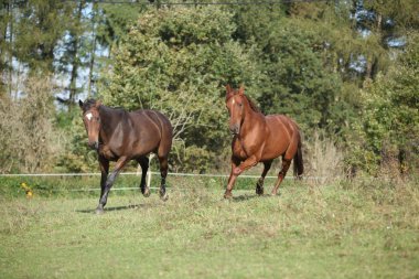 iki at otlak üzerinde çalışan
