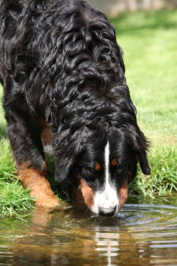 bernese dağ köpeği fahişe içme