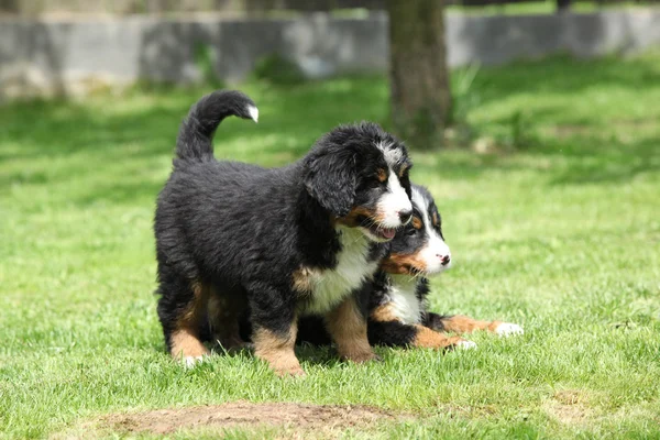 Bahçede iki bernese dağ köpeği yavruları — Stockfoto