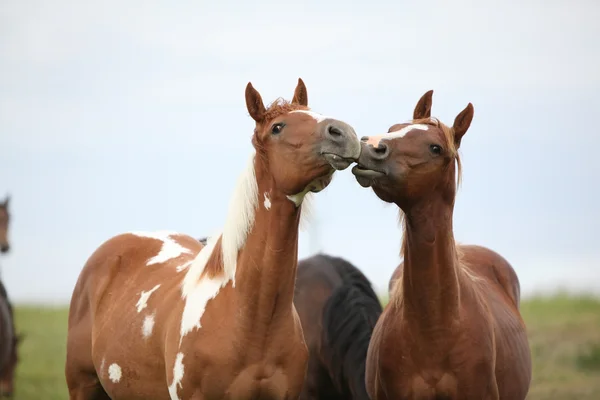 Dos caballos jóvenes jugando juntos en el pastizal — Foto de Stock