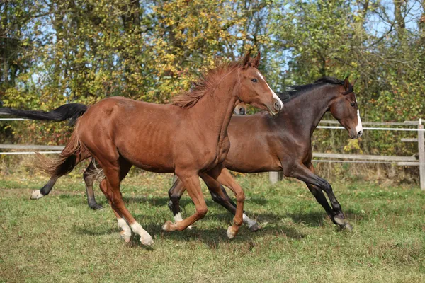 Caballos de sangre caliente corriendo sobre pastizales —  Fotos de Stock