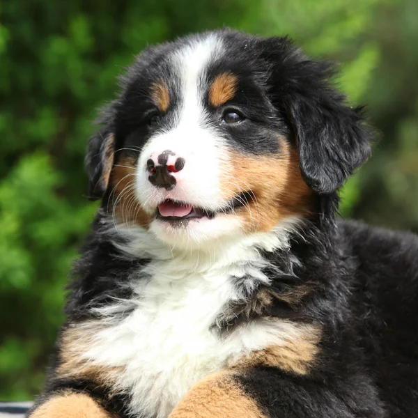 Портрет щенка бернской горной собаки — стоковое фото