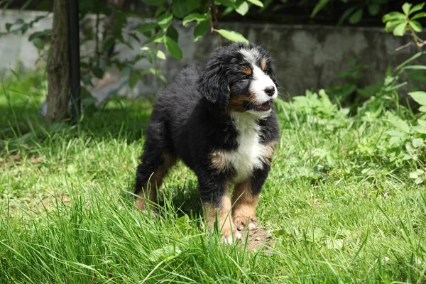 Cucciolo di cane da montagna bernese in giardino — Foto Stock