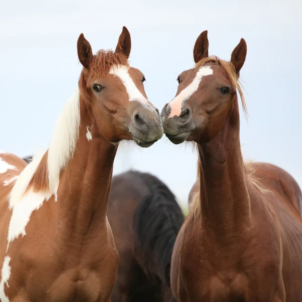 Two young horses together on pasturage — Stock Photo, Image