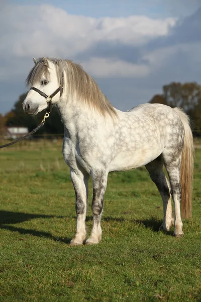 Mooi welsh mountain pony hengst met halster — Stockfoto