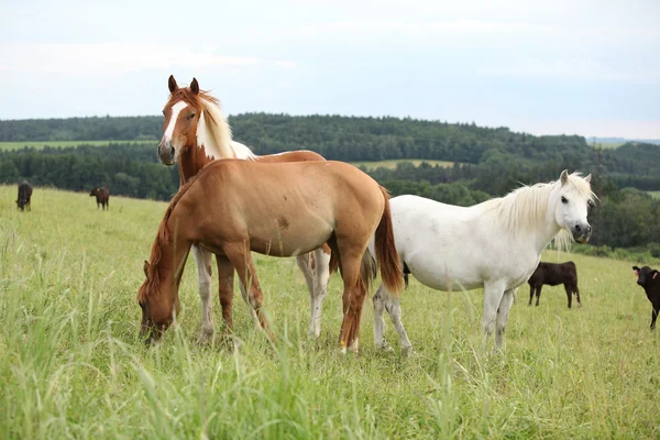 Batch van paarden rustend op weidegronden — Stockfoto