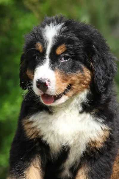 Portret szczeniak Berneński pies pasterski — Zdjęcie stockowe