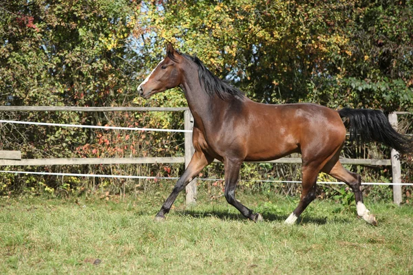 Warmblood 목마 목초지에서 실행 — 스톡 사진