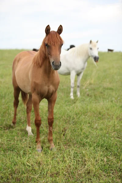 Otlak üzerinde duran iki genç at — Stok fotoğraf