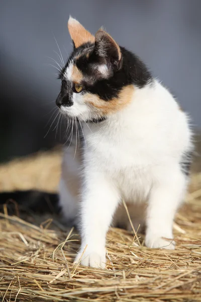 Красивая трехцветная кошка сидит на соломе — стоковое фото