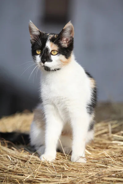 藁の上に座って素敵な 3 色の猫 — ストック写真