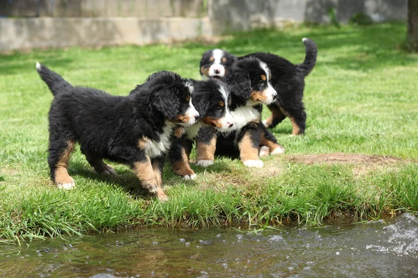 Группа щенков бернской горной собаки — стоковое фото