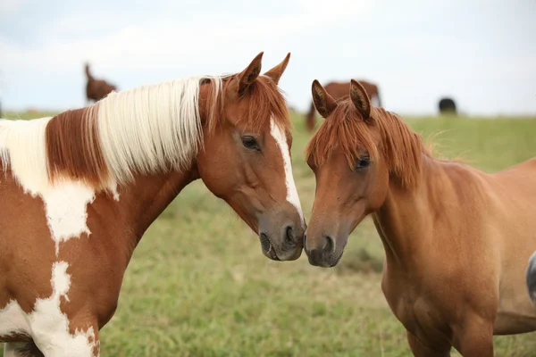 Двоє молодих коней разом на пасовищі — стокове фото