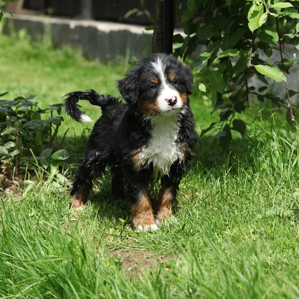 Bernese 山狗在花园里的小狗 — 图库照片