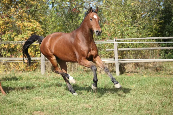 Теплокровный конь бежит по пастбищу — стоковое фото