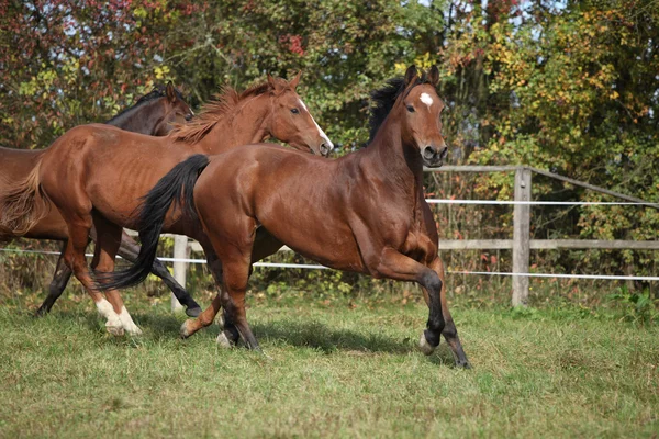 茶色の馬の放牧で実行されています。 — ストック写真