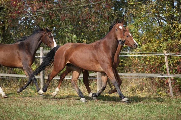 Warmblood koně běží na pastvin — Stock fotografie