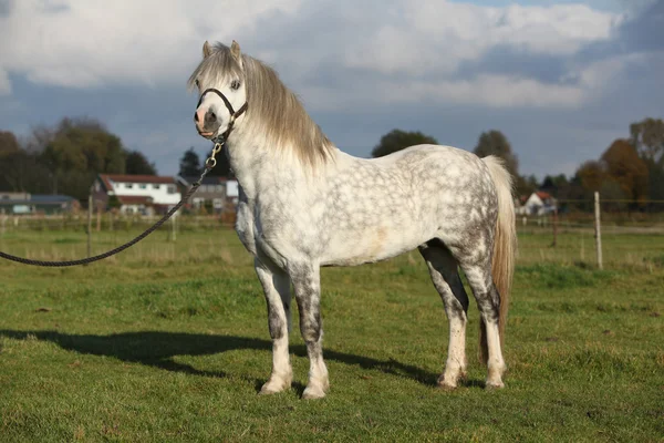 Pěkný welsh mountain pony hřebec s ohlávka — Stock fotografie