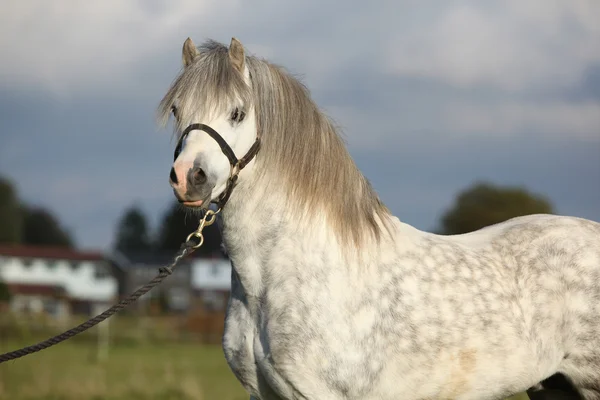 Bonito galês garanhão de pônei de montanha com halter — Fotografia de Stock