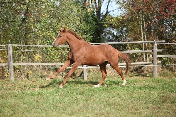 Cavalo de sangue quente correndo em pastagens — Fotografia de Stock