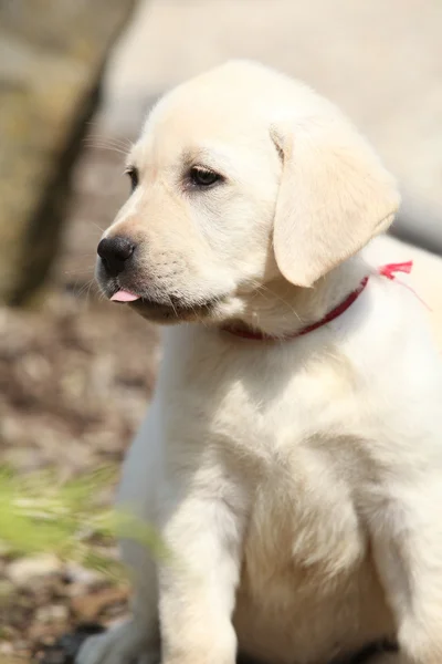 Entzückender Labrador Retriever Welpe — Stockfoto