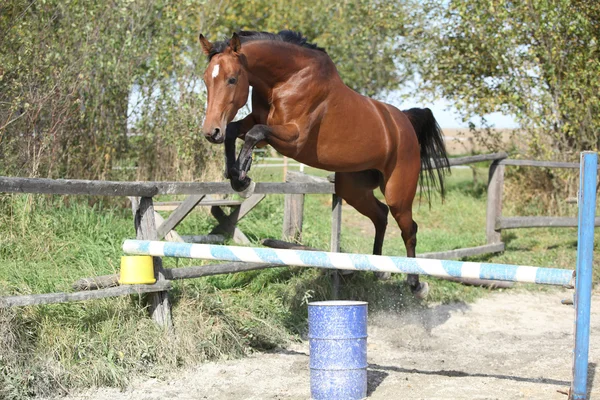 Sport horse jumping in freedom — Stock Photo, Image