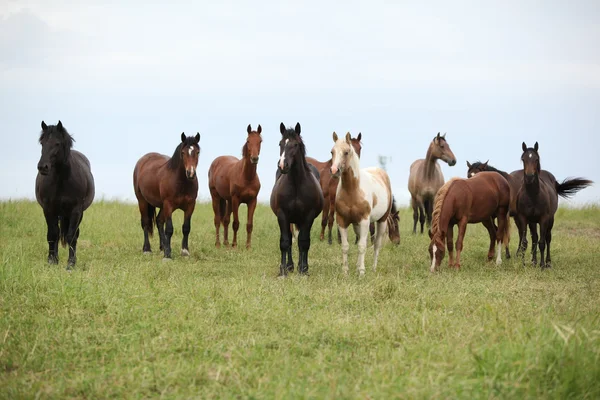 Lote de caballos descansando en pastos —  Fotos de Stock